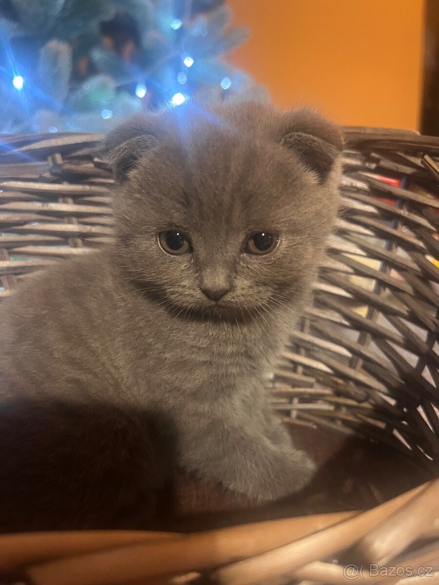 Prodám kočky - 3