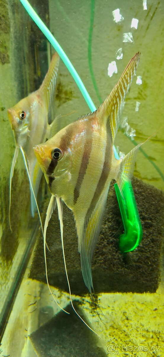 Pterophyllum sp Santa Isabel F1 - 3