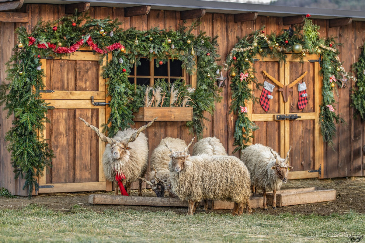 🏠 Prodáme černého berana spolu s nepříbuznou ovcí 🏠 - 3