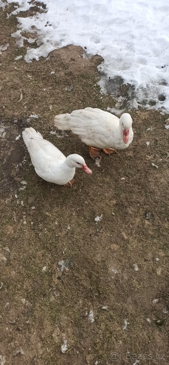 Kachna pižmová bílá 5 ks - 3