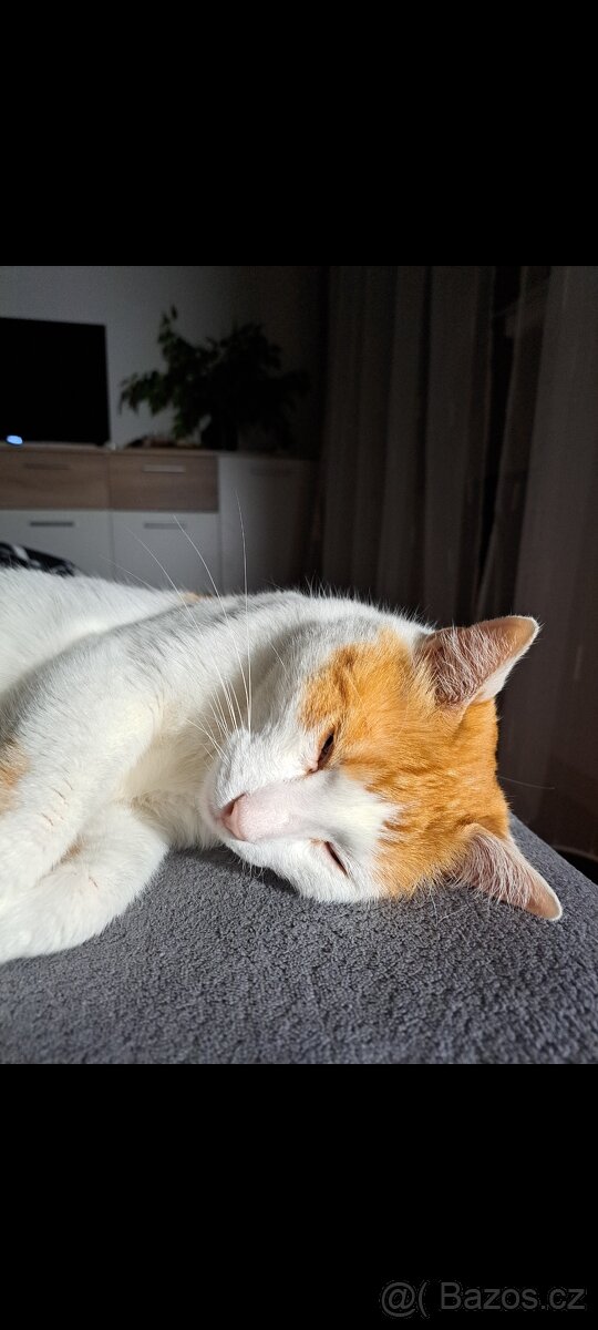 Daruji kocourka - 3