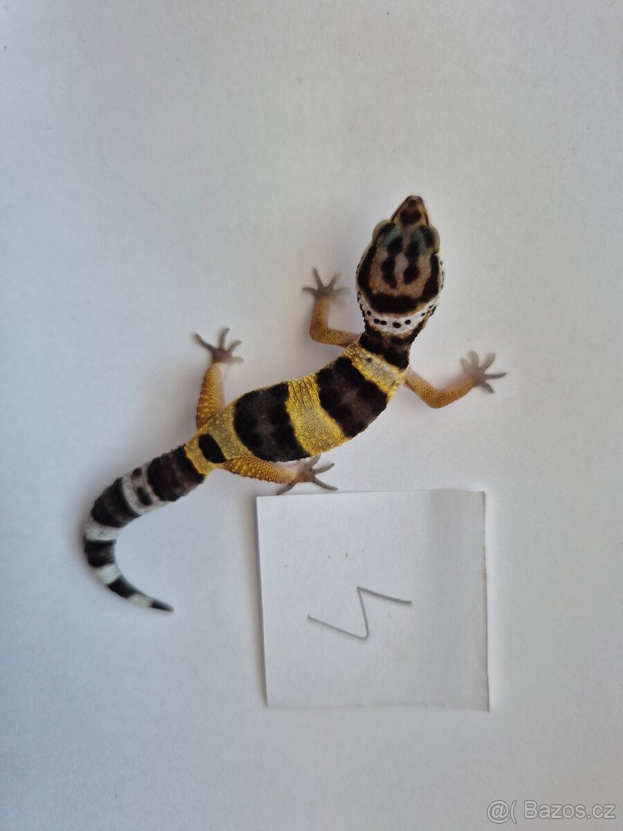 Gekončík noční - 3