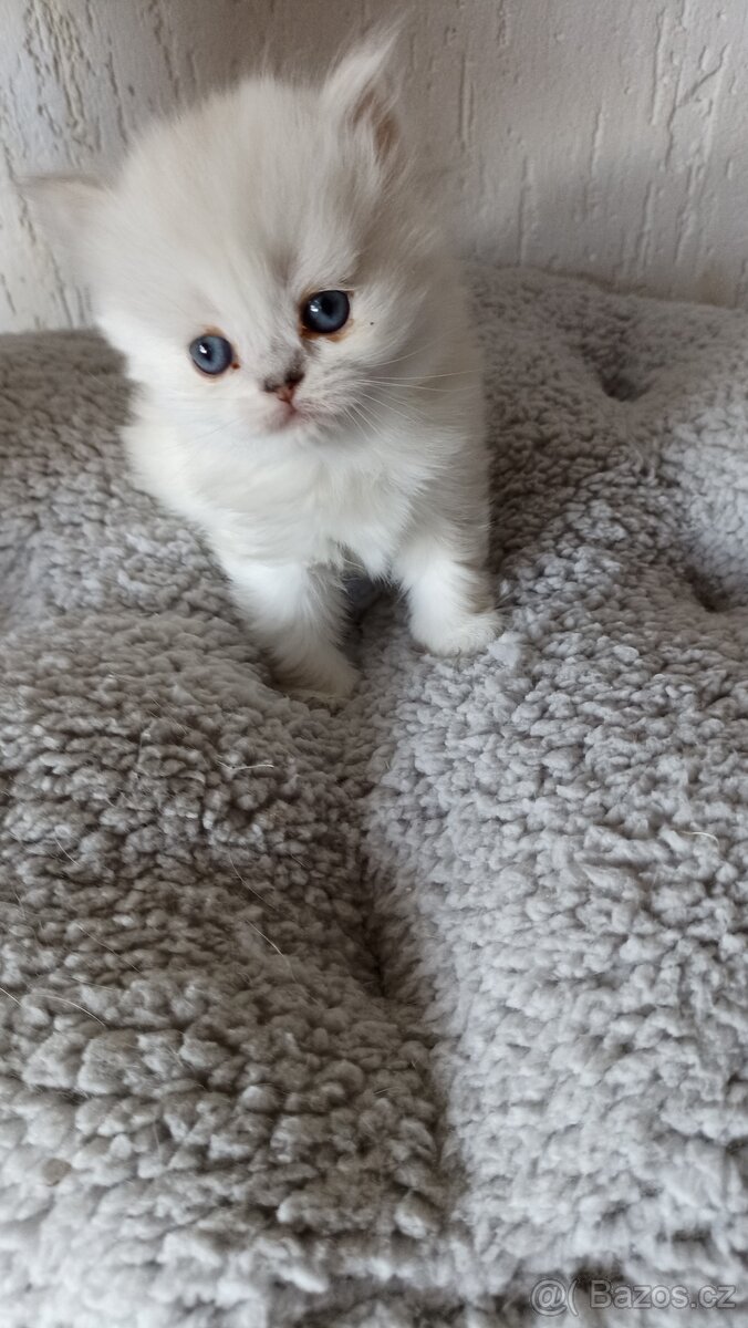 Britská kočička s PP - 3