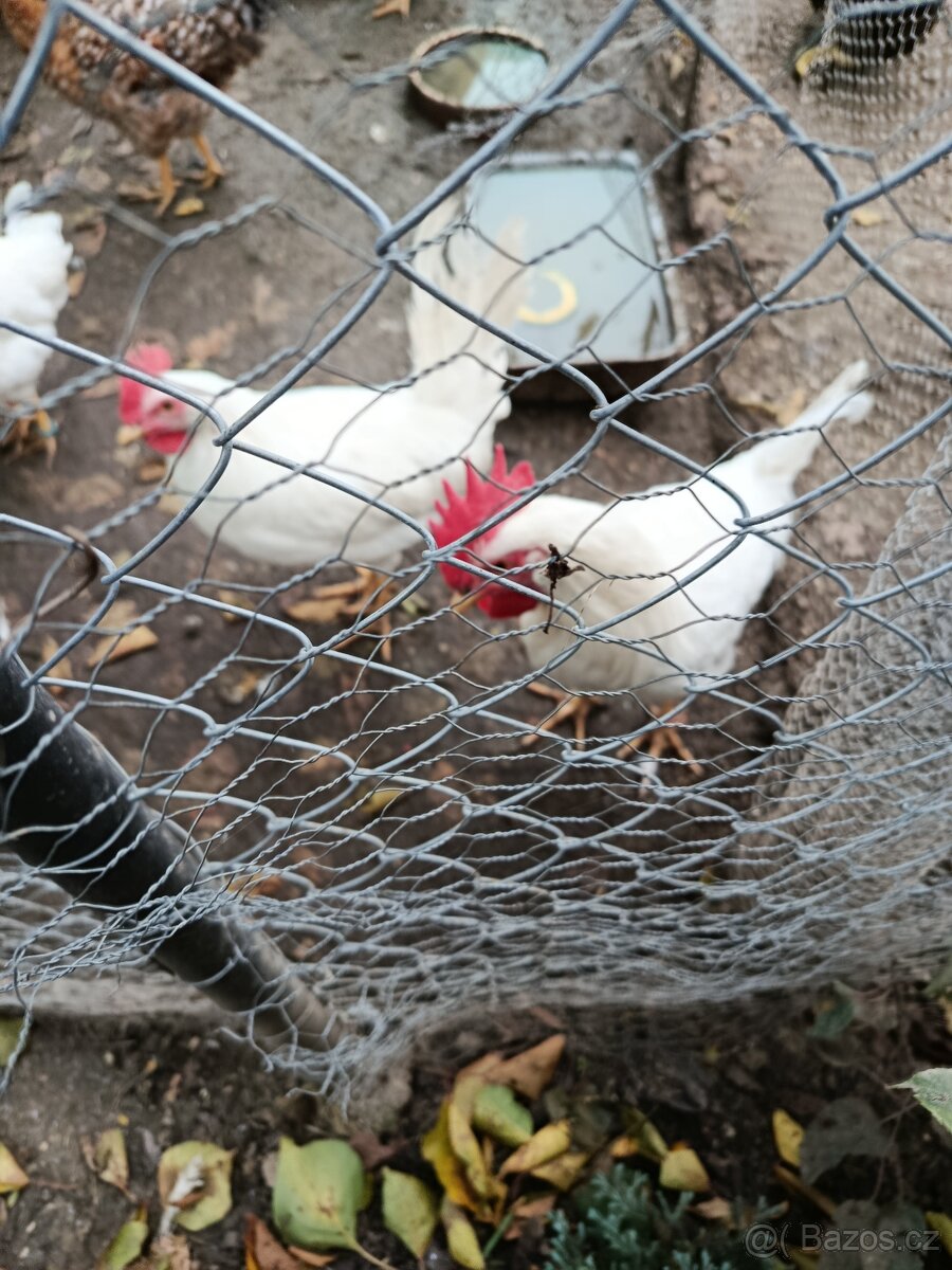 Čistokrevní kohouti do chovu - 3