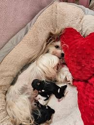 Jorkšír Biewer x čivava - 3