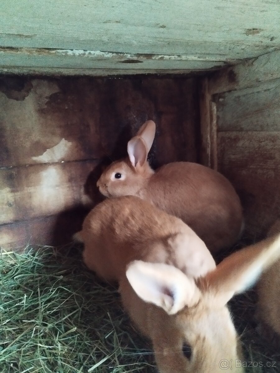 Burgundský králík - 3