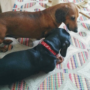 Jezevčík trpasličí krátkosrstý - 3