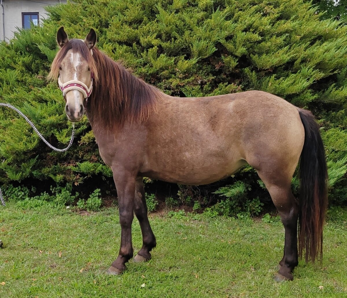 WPBr plavá tříletá kobylka - 3