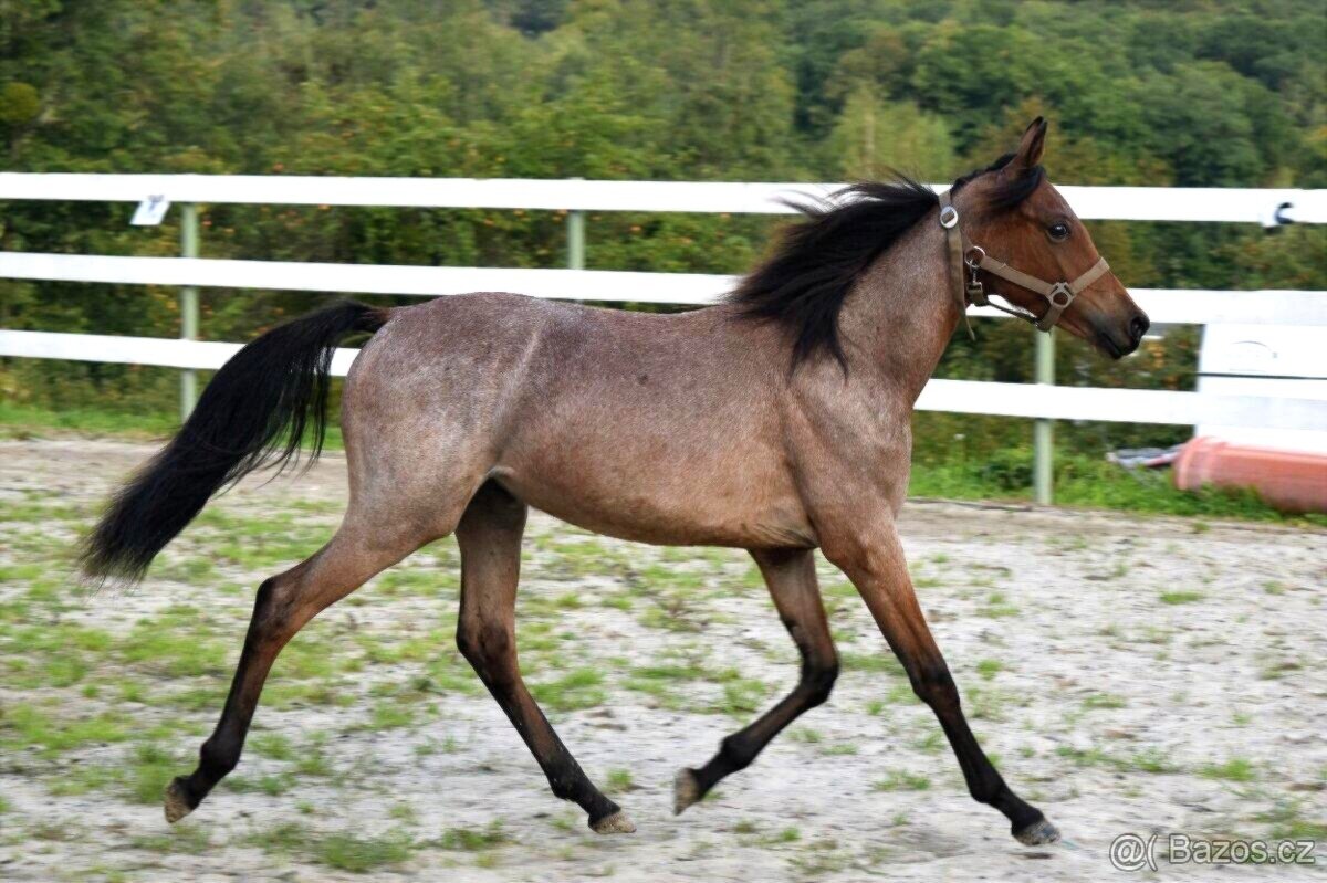 ČSP roční hřebeček - 3