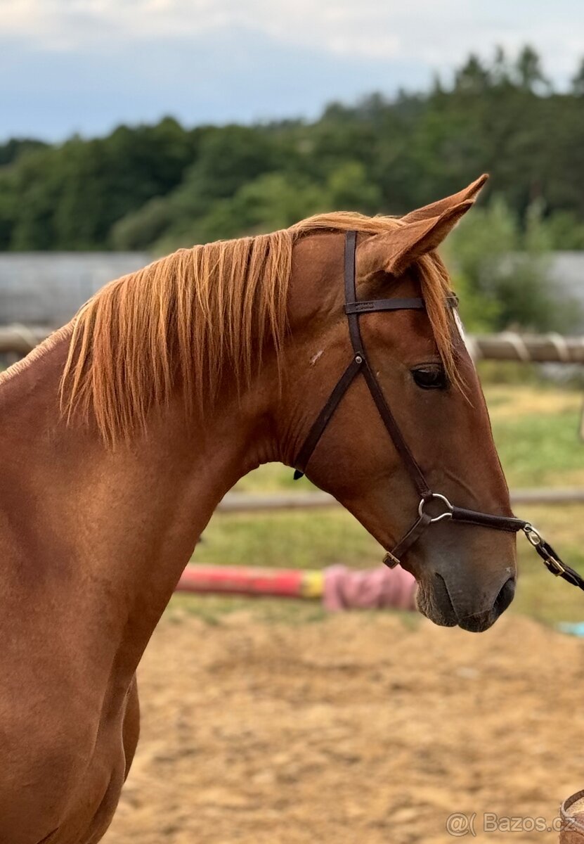 Lusitsno hřebec PSL z ověřeného spojení - 3