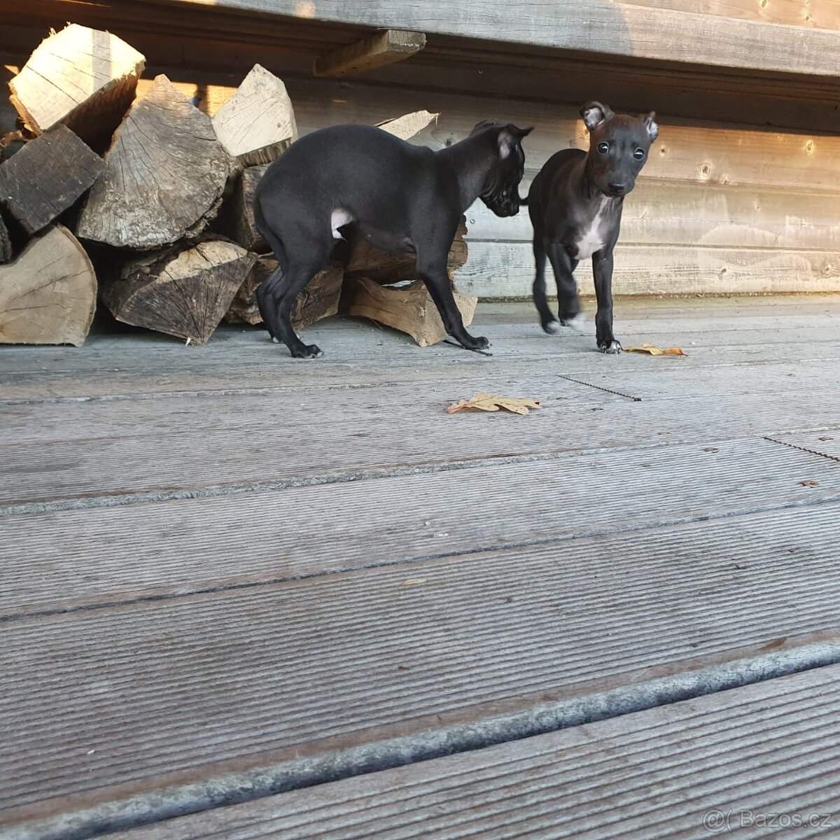 Italský chrtík s PP - 3