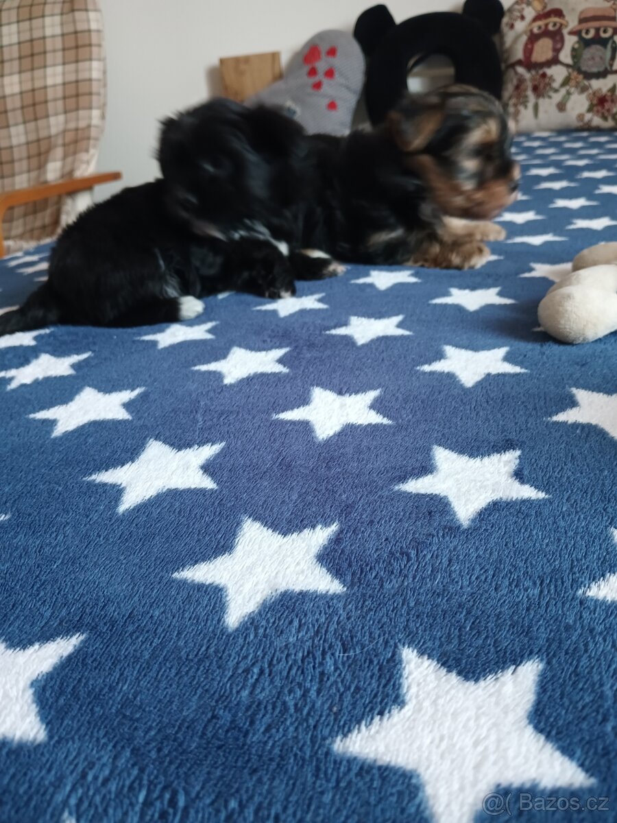 Jorksirsky terier - 3