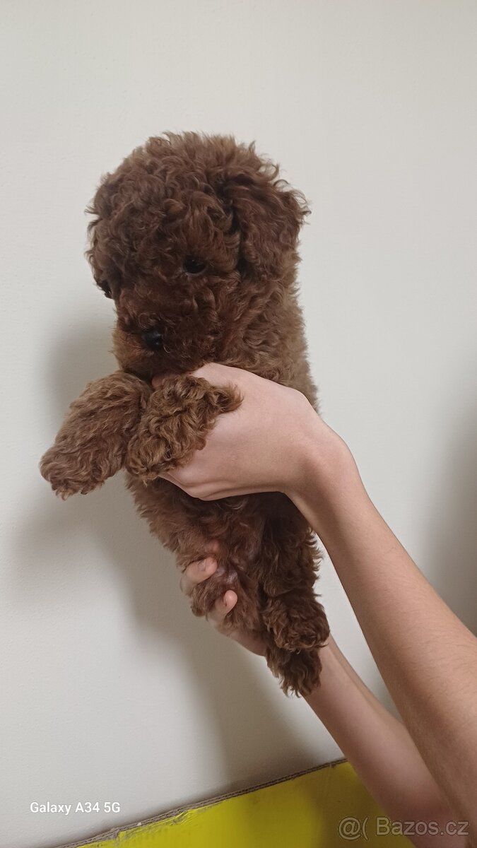 Miminka toy pudlů - 3