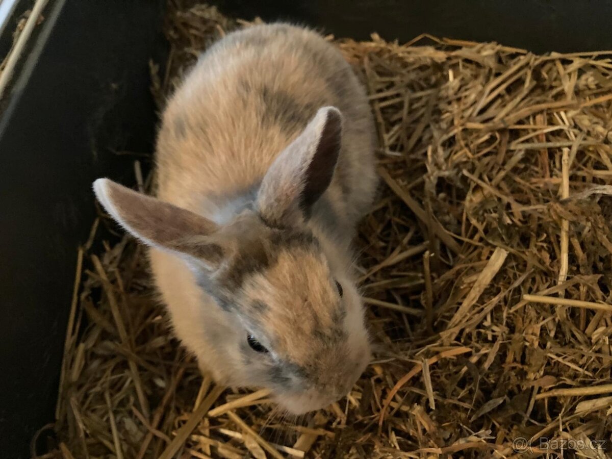 Zakrslý králík - 3