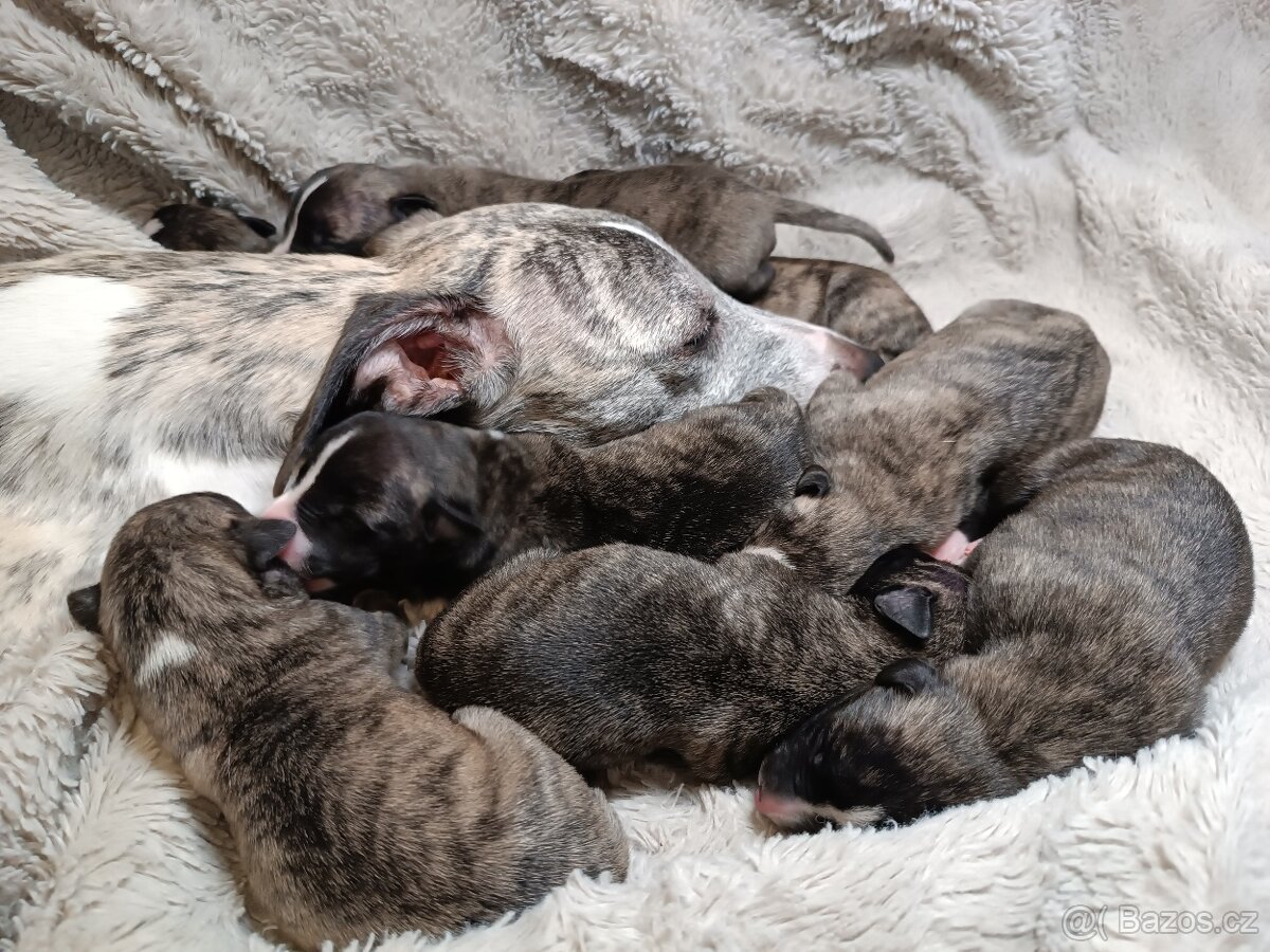 Vipet/Whippet - prodej štěňata s PP - 3