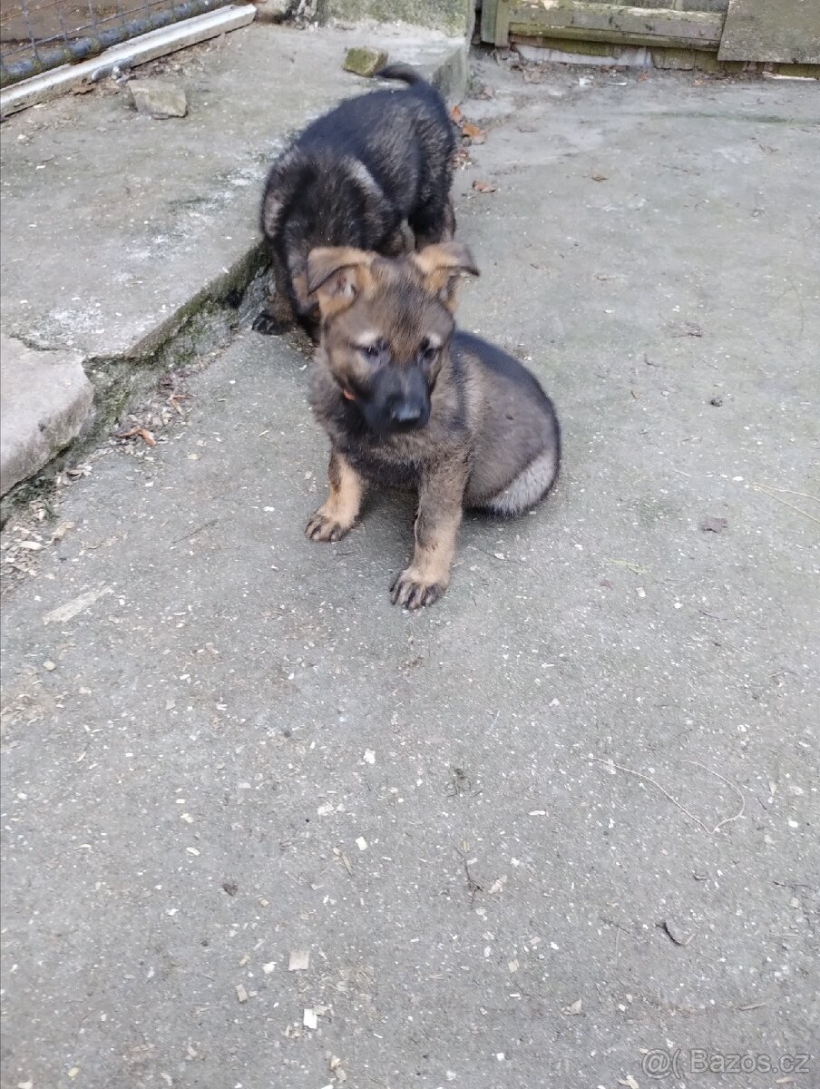 Německý ovčák - 3