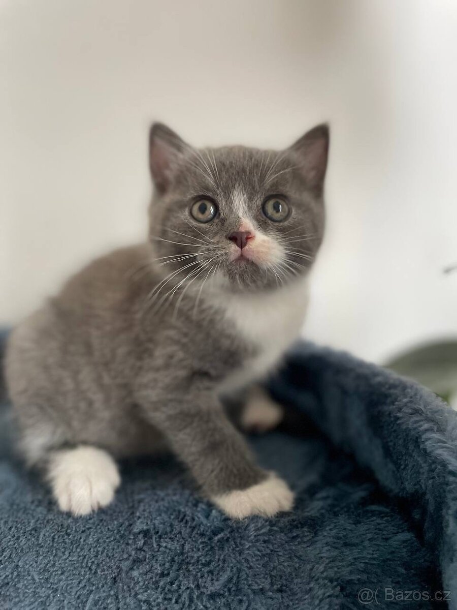 Britské kotě - 3