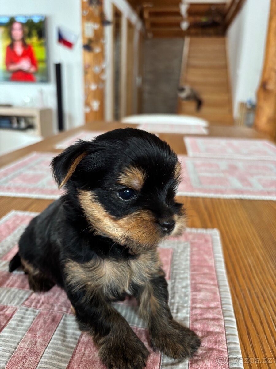 Jorkšírský teriér s PP - 3