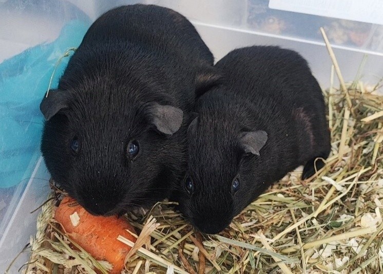 Samečci morčat - 3