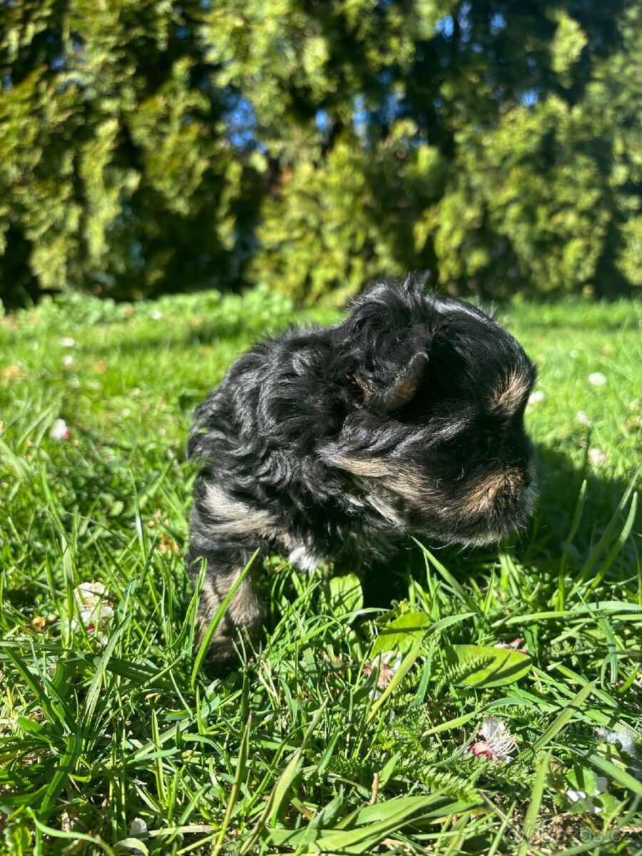 Yorkšírský teriér - 3