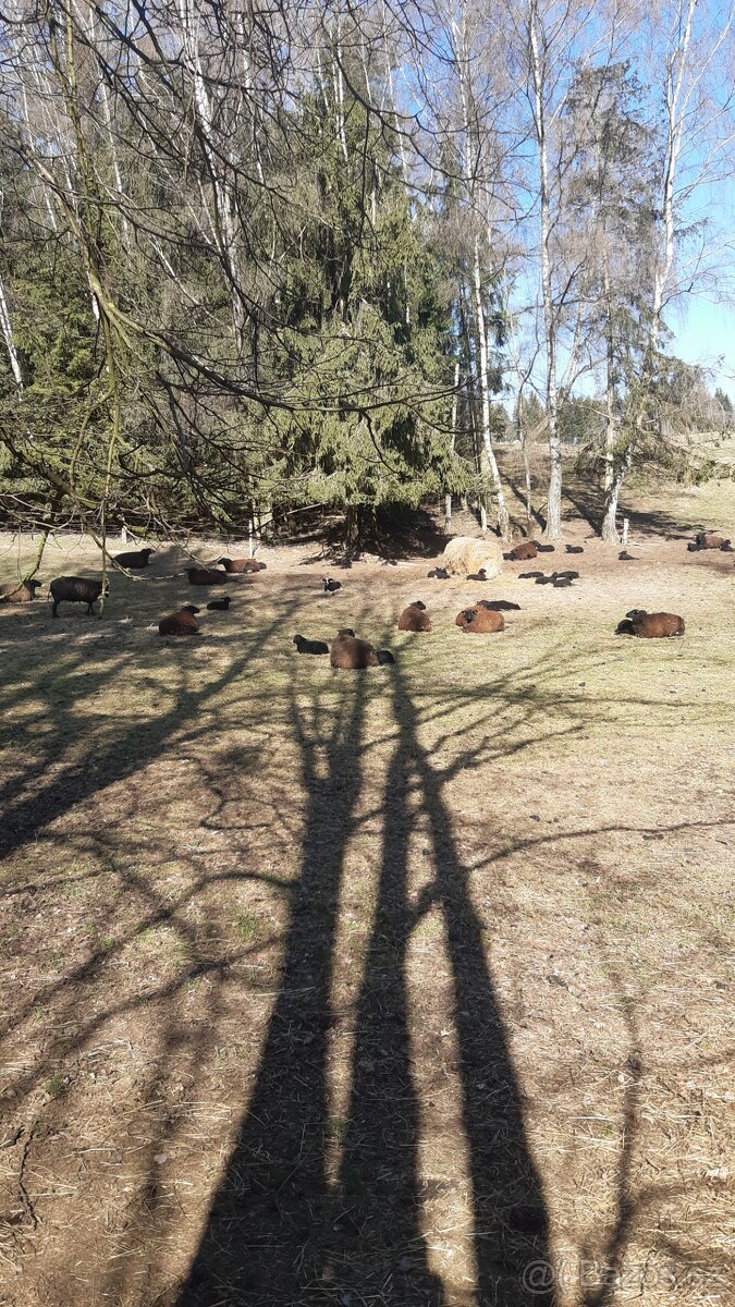 VÝCHODOFRÍSKÁ OVCE - 3