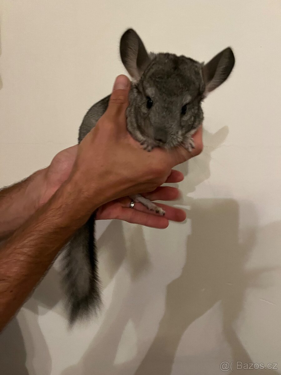 Činčila vlnatá - 3