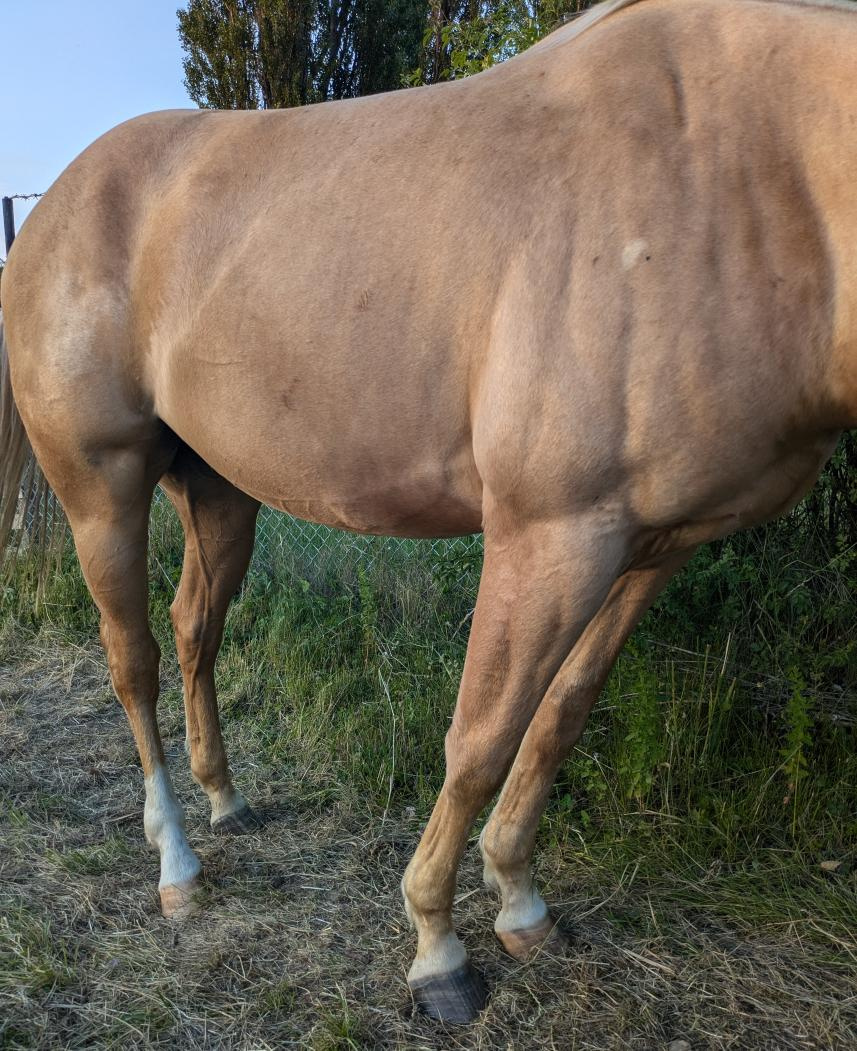 Appaloosa valach - 3