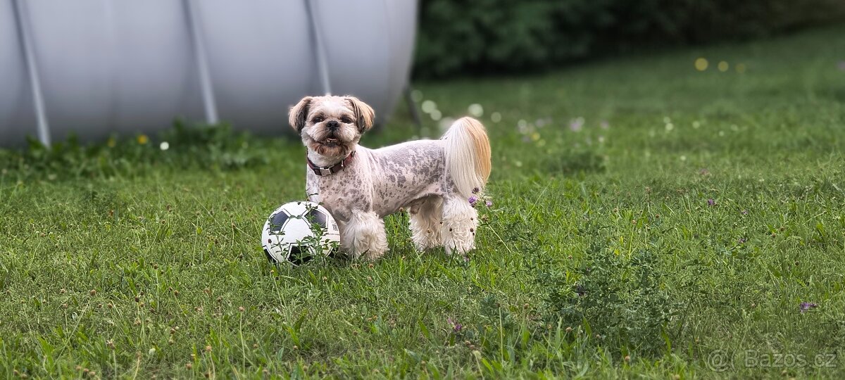 Shih Tzu, krytí - 3
