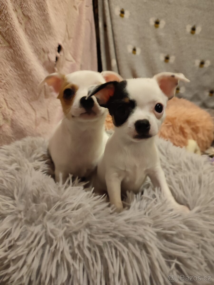 Čivava štěňátko s PP - 3