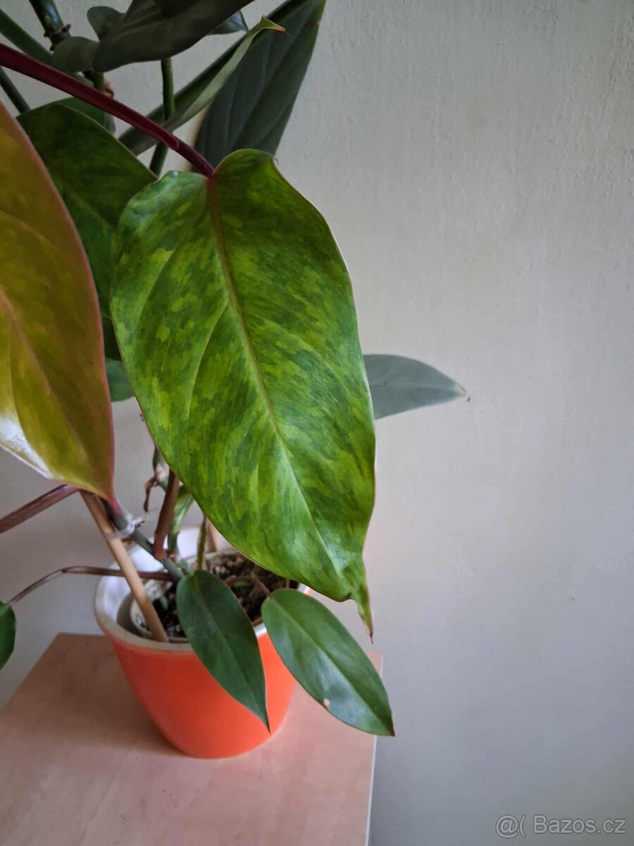 Philodendron 2ks - 3