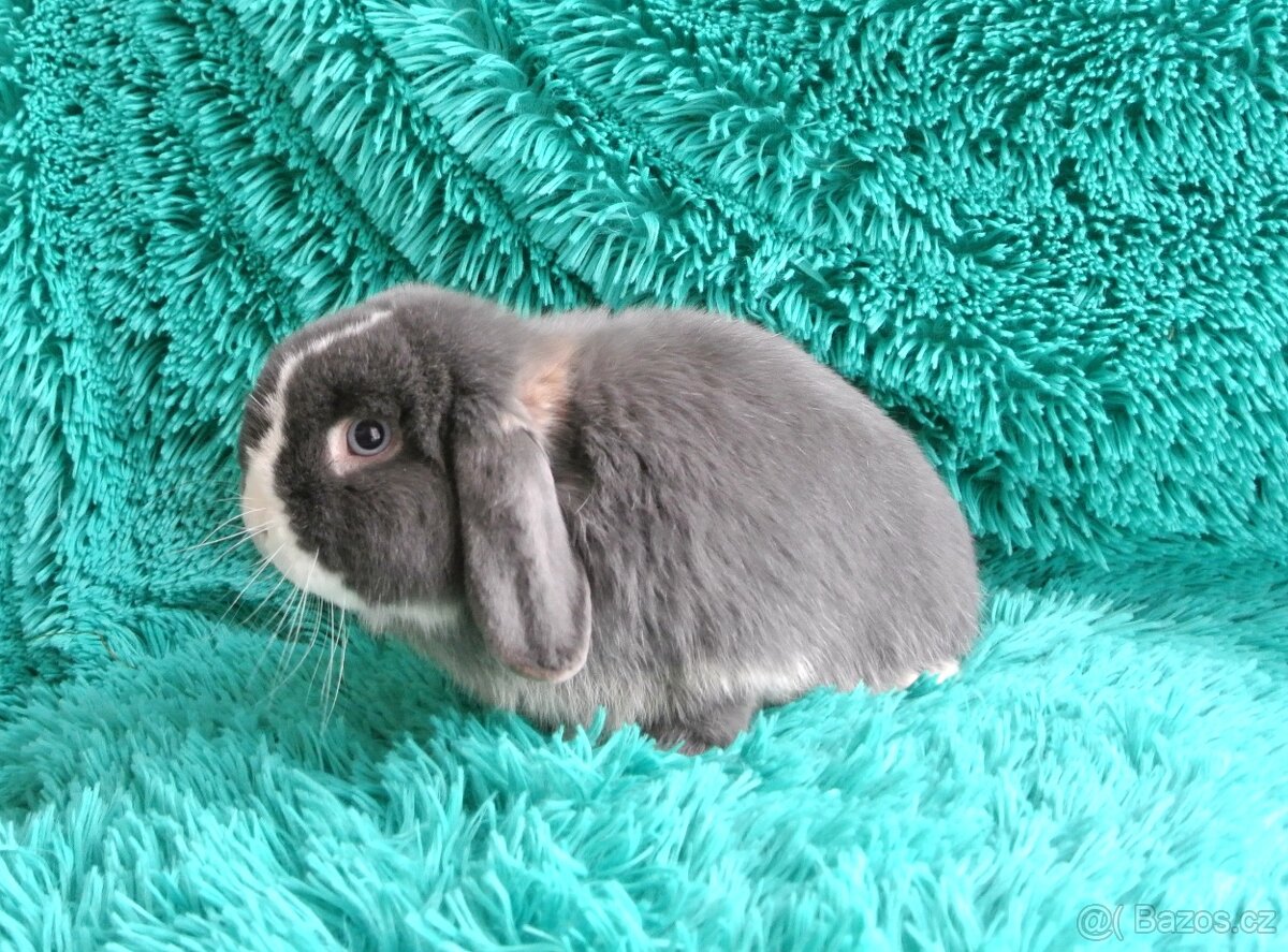 minilop - beránci - 3