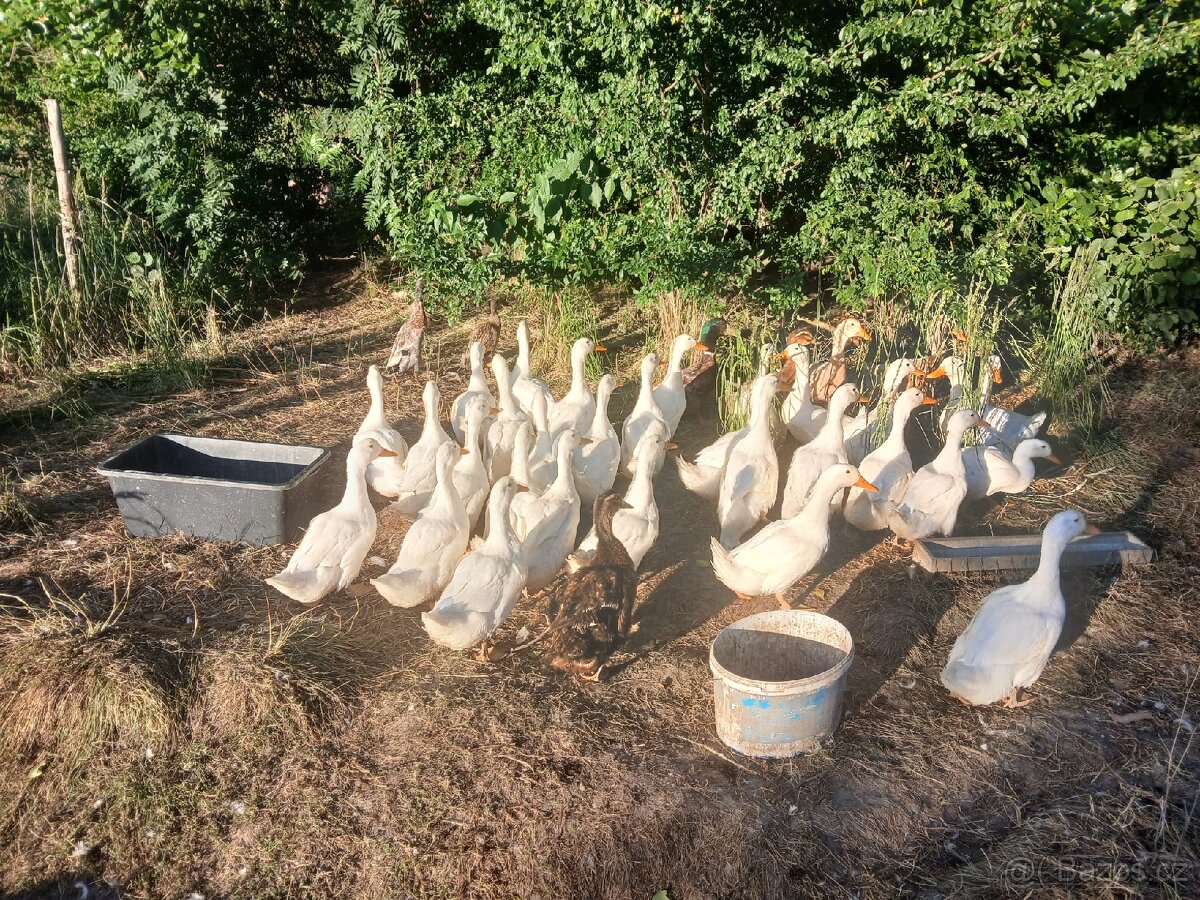 Kachna pekingská - 3