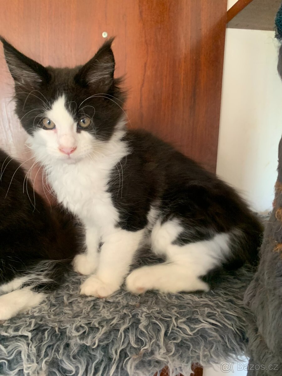 mainská mývalí kočka s PP - dva kocourci již brzo k odběru - 3