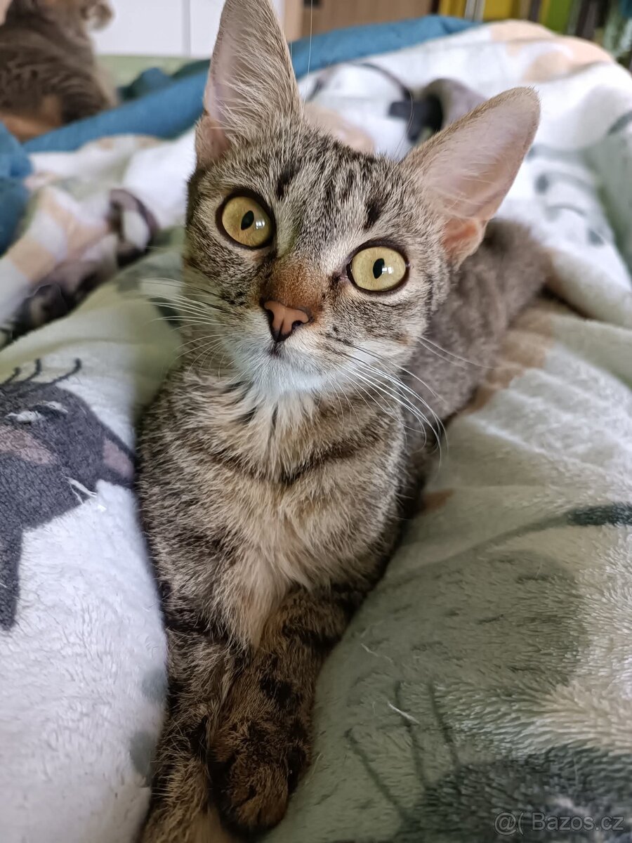 KÁJA a BÁJA ( adoptovaná ) - kastrované kočičkyíců - 3