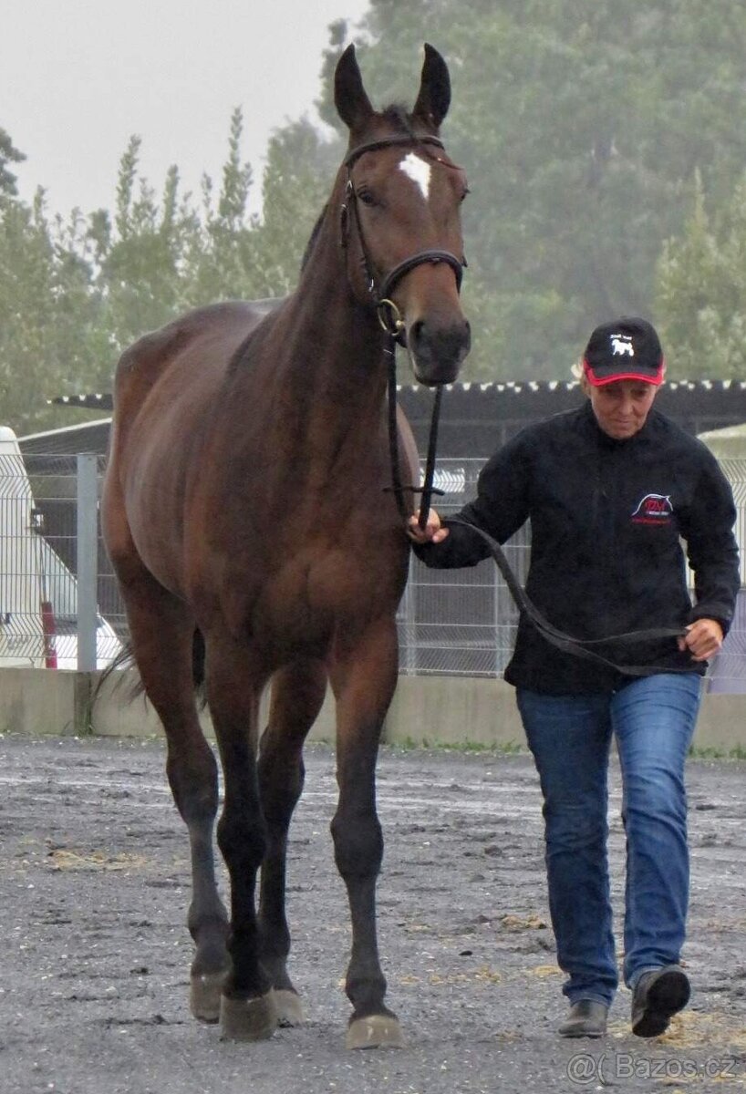 Šestiletá charakterní velká klisna - 3