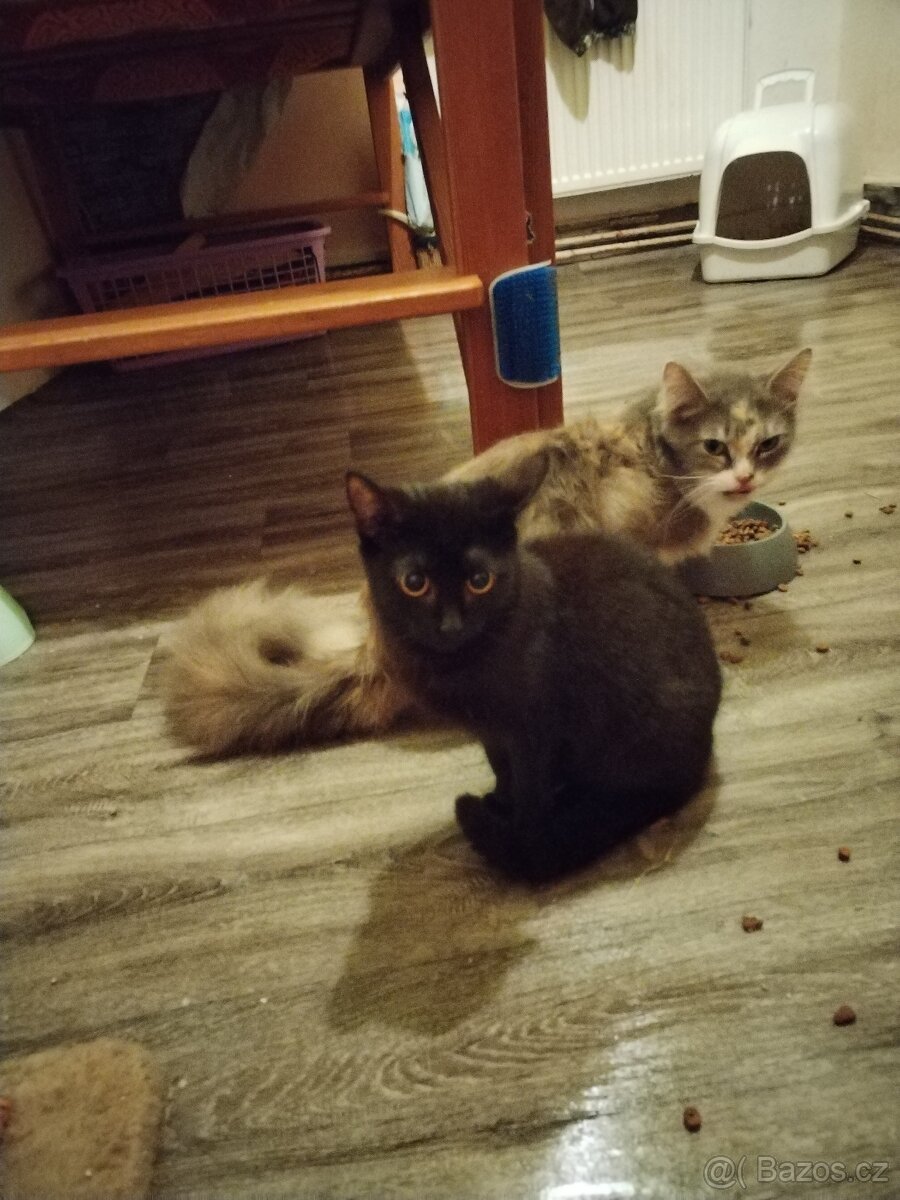 Daruji kocourka - 3