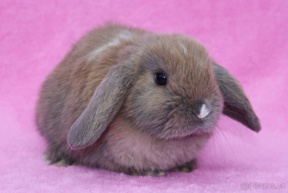 Zakrslý beránek samička . - 3