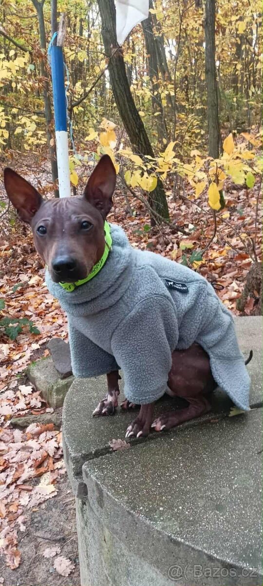 Americký bezsrstý teriér FCI - 3