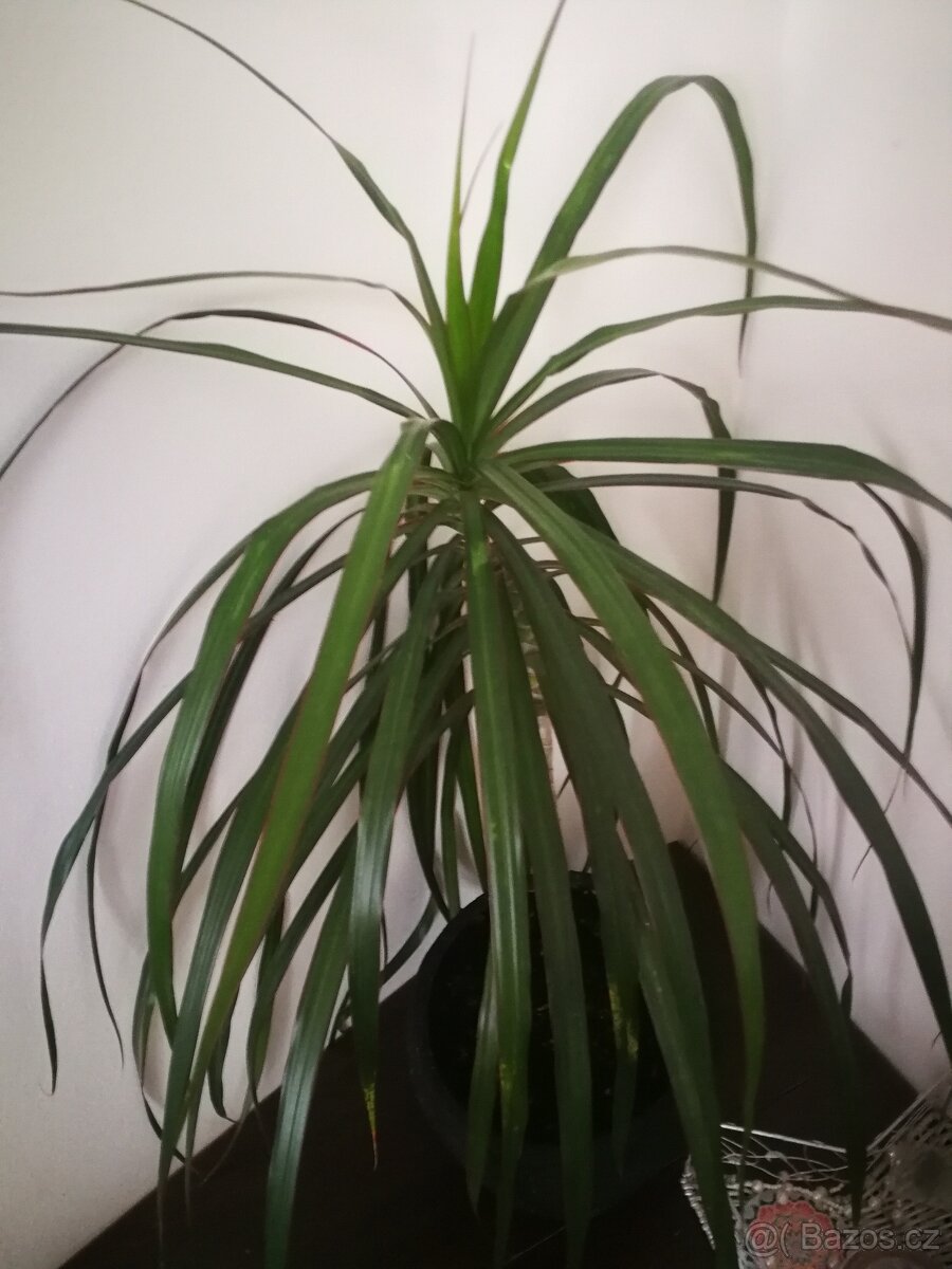Dracéna - 3