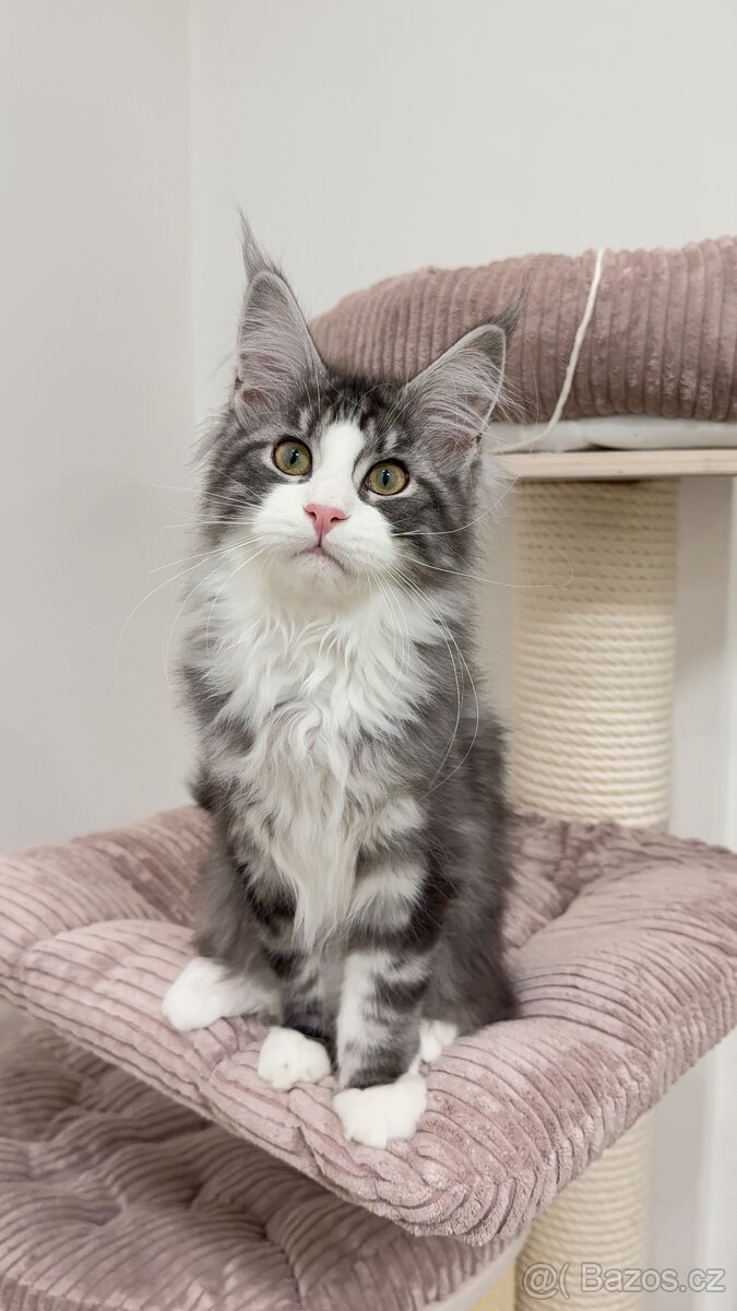 Kočka mainská mývalí s PP - 3