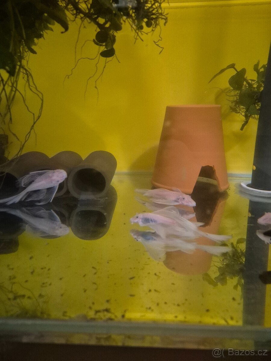 Prodej akvarijních ryb - 3