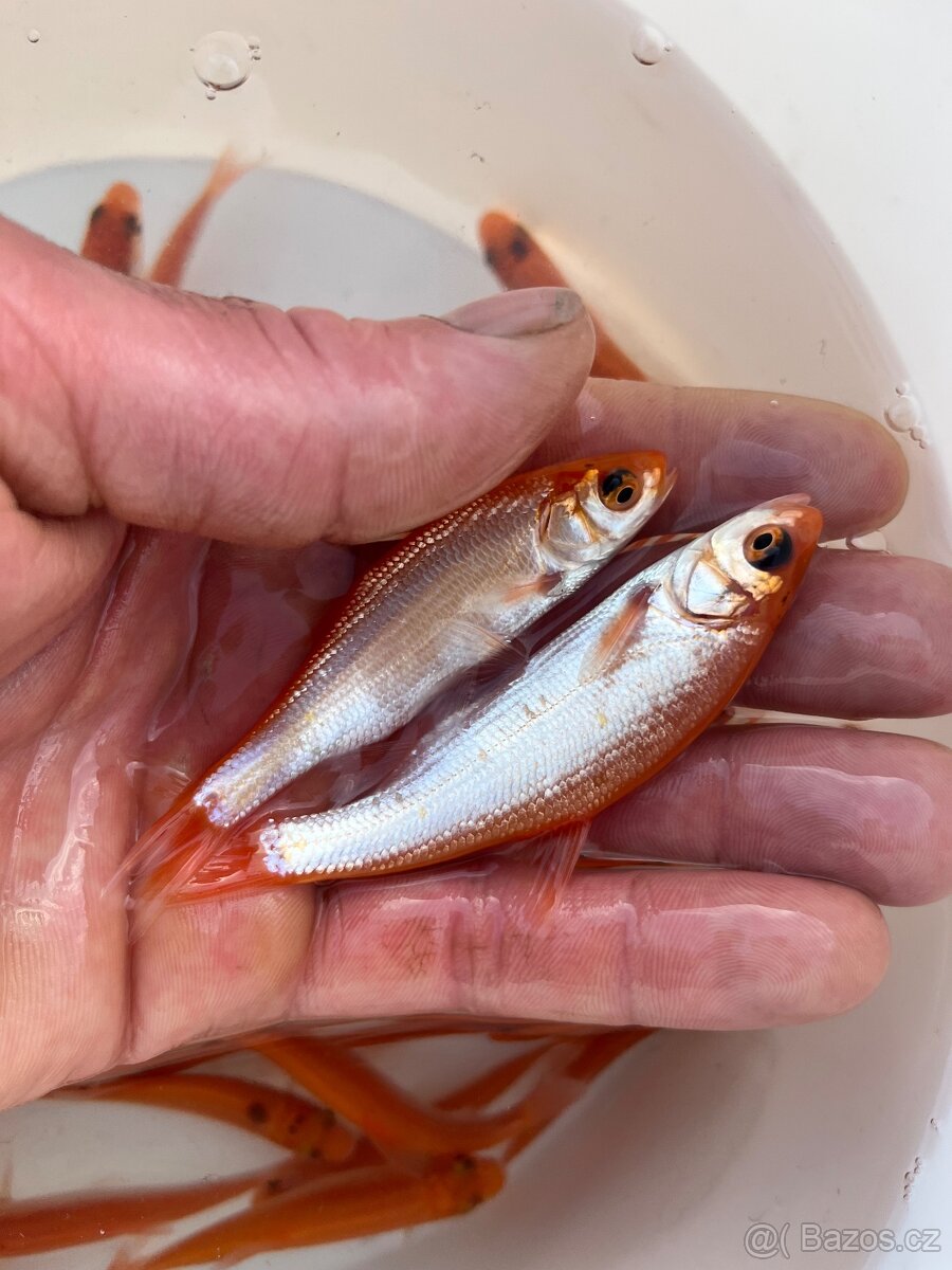 Jezírkové ryby - 3