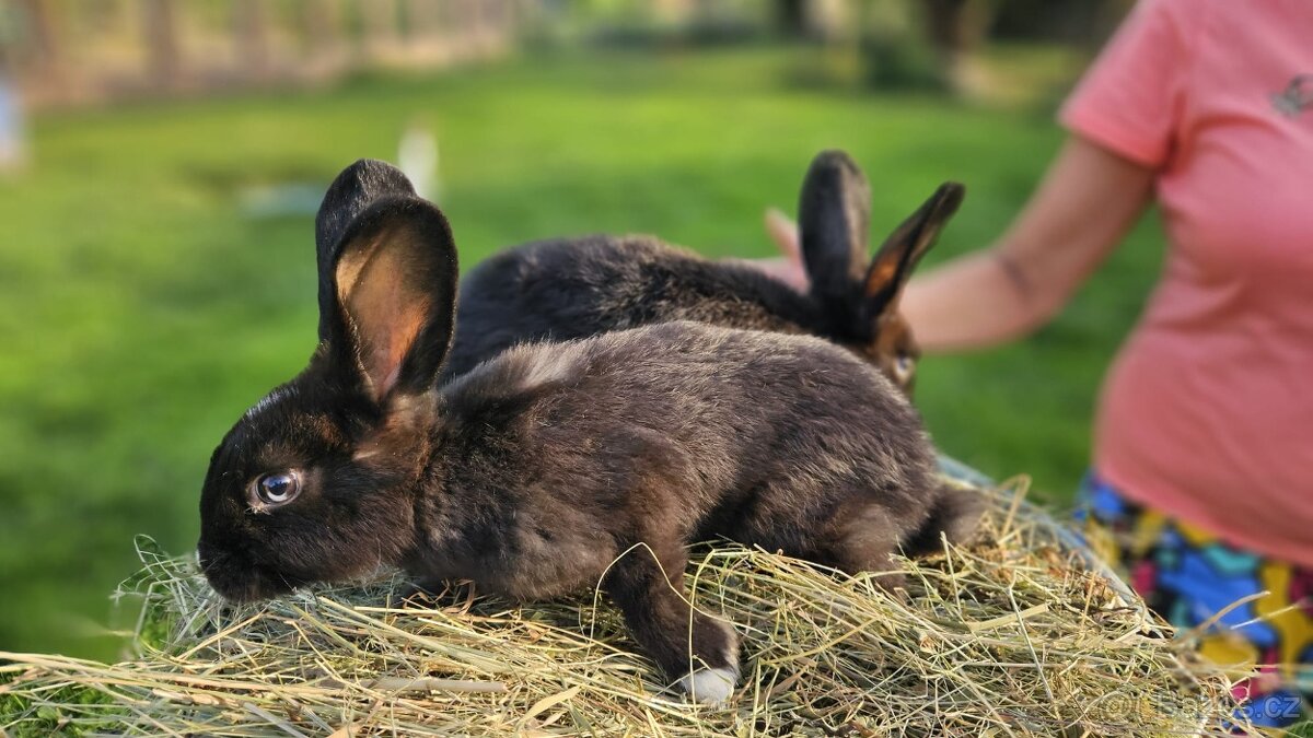 Vídeňský černý × Vídeňský bílý - 3