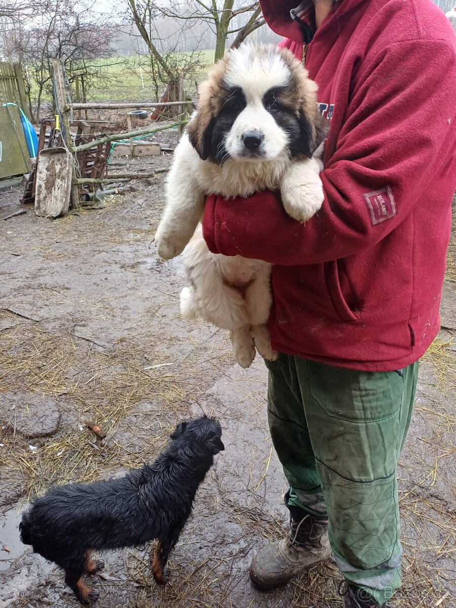 Moskevský strážní pes - 3