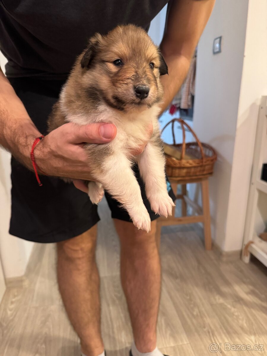 Kolie dlouhosrstá s PP - 3