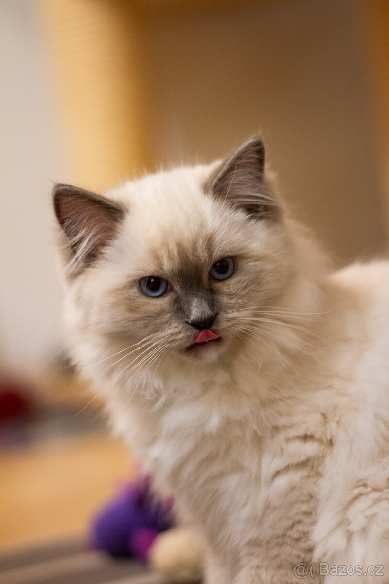 Ragdoll Koťata s PP - 3