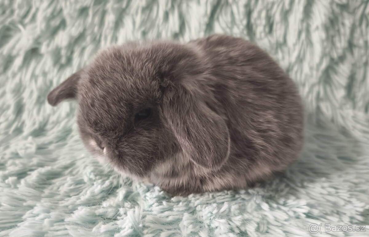 ⭐️ Vánoční ⭐️ Zakrslý beránek 🍀 U2 🍀 - 3