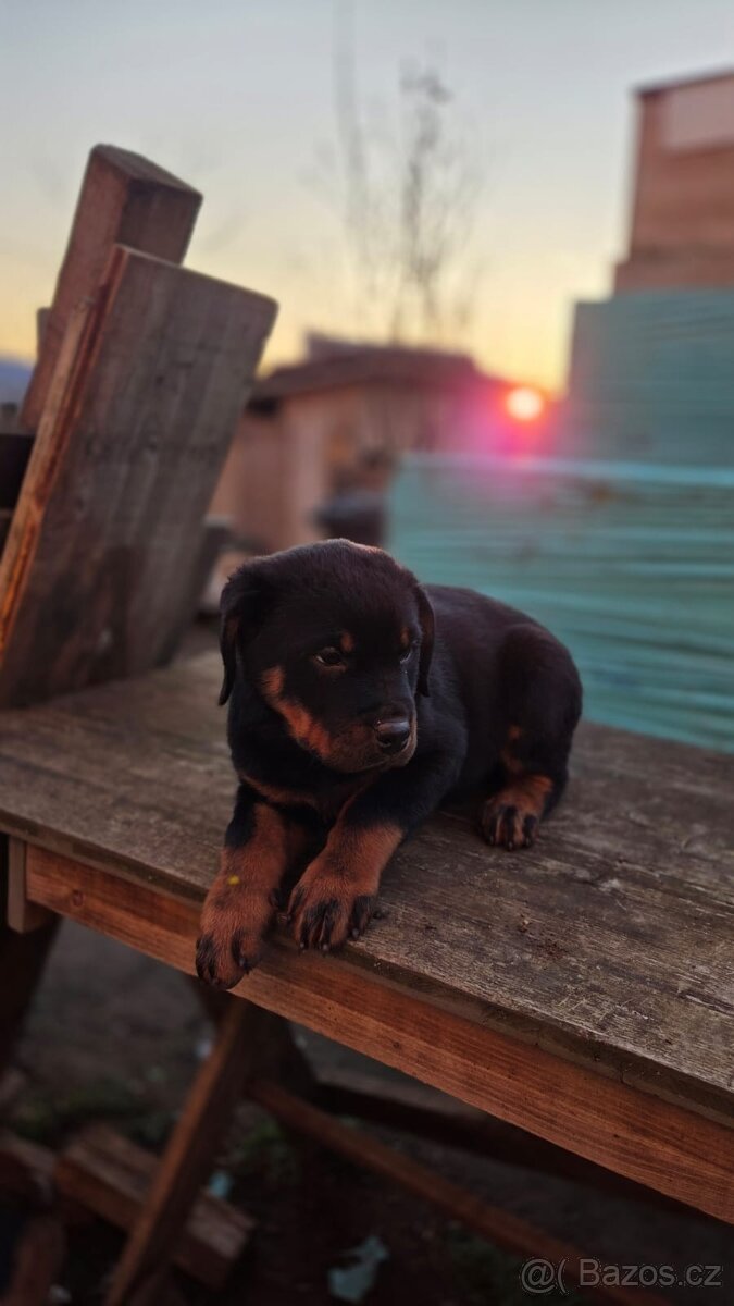 Nabízím rotvajler štěňátka - 3