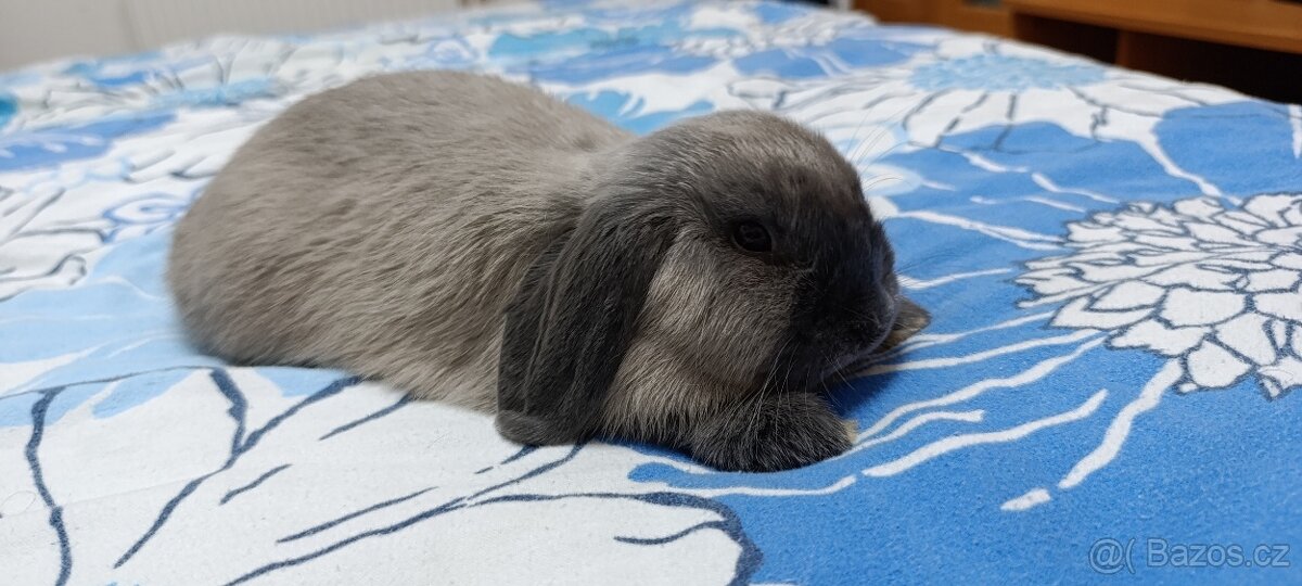 Zakrslý králík beránek - 3