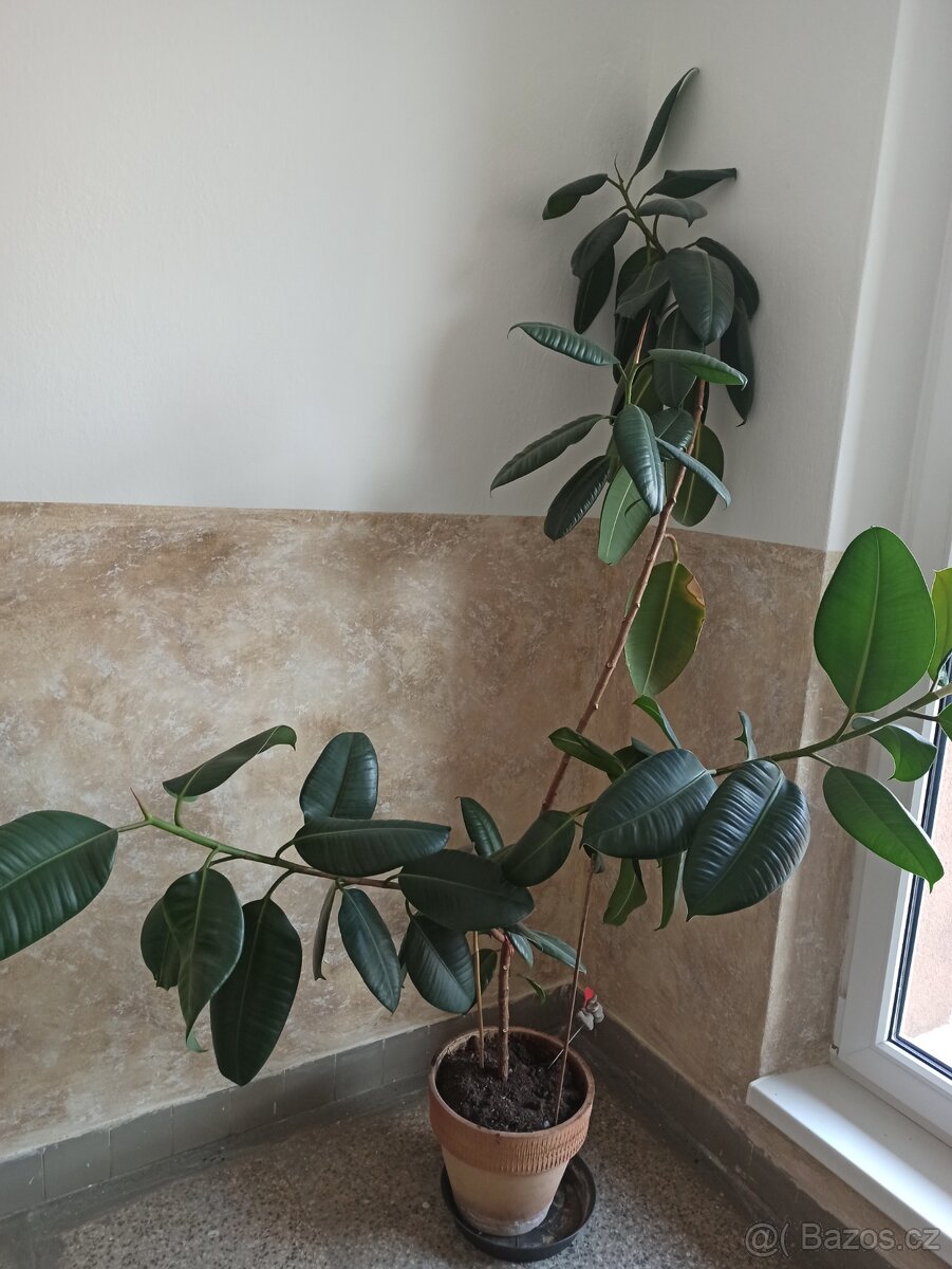 Fíkus 160 cm - 3